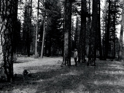 Timber and forest resources