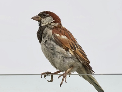 Tree Sparrow