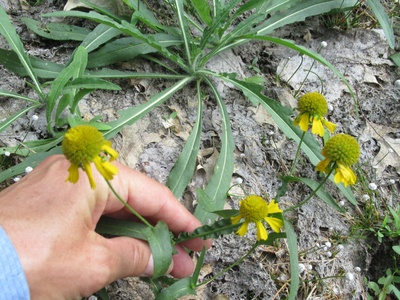 Virginia Sneezeweed