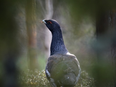 Western Capercaillie