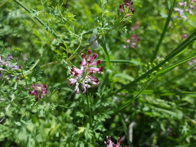 Western Ramping-fumitory