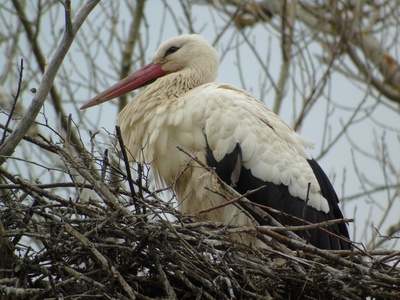 White Stork