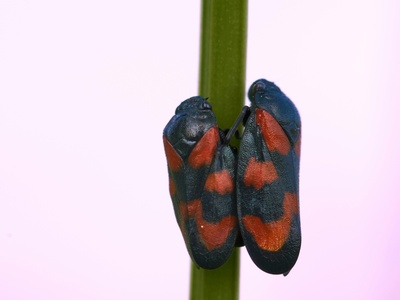 Wildlife and biodiversity