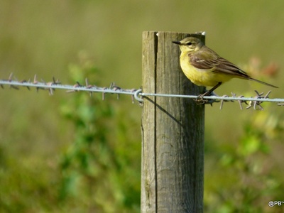 Yellow Wagtail