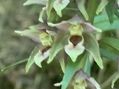 Young's Helleborine