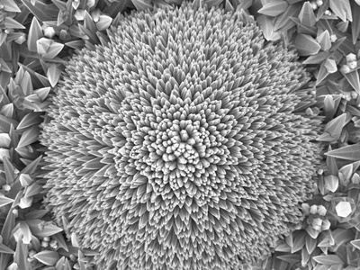 Zinc Oxide (nano-ZnO)