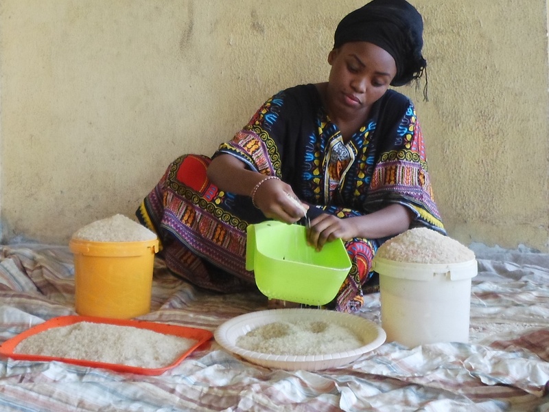 African Rice Sampling The Complete List of Cereal Grains - 33Science
