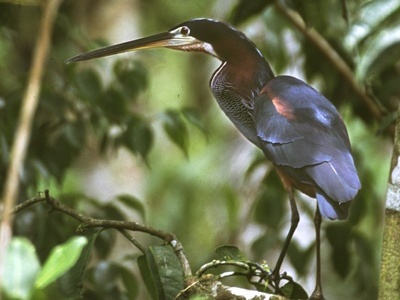 Agami Heron