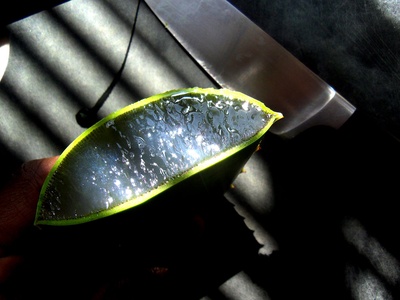 Aloe vera