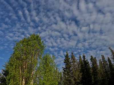 Altocumulus floccus