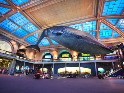 American Museum of Natural History