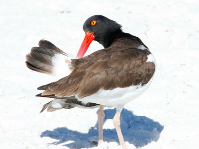 American Oystercatcher
