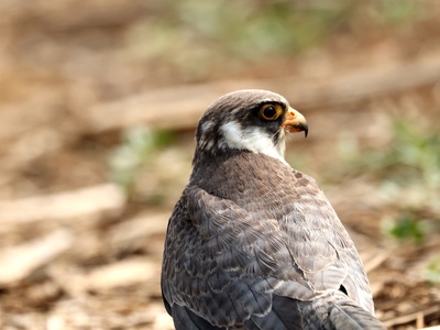 Amur Falcon