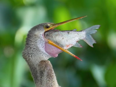 Anhinga