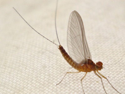 Baetis rhodani (mayfly)