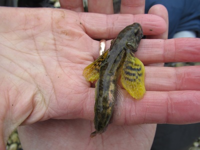 Baikal sculpin