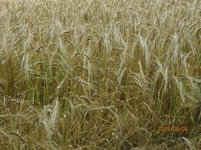 Barley (malting and feed)