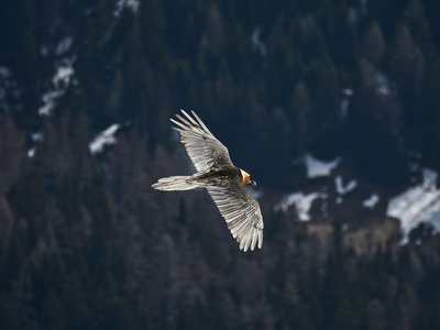 Bearded Vulture