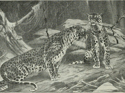 Big cats (lions, leopards)