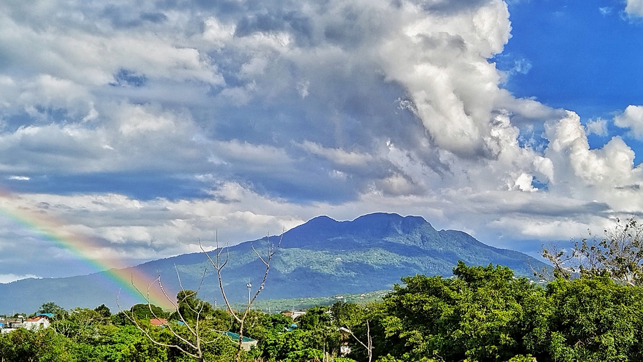 Close-up of diverse wildlife in a tropical rainforest canopy