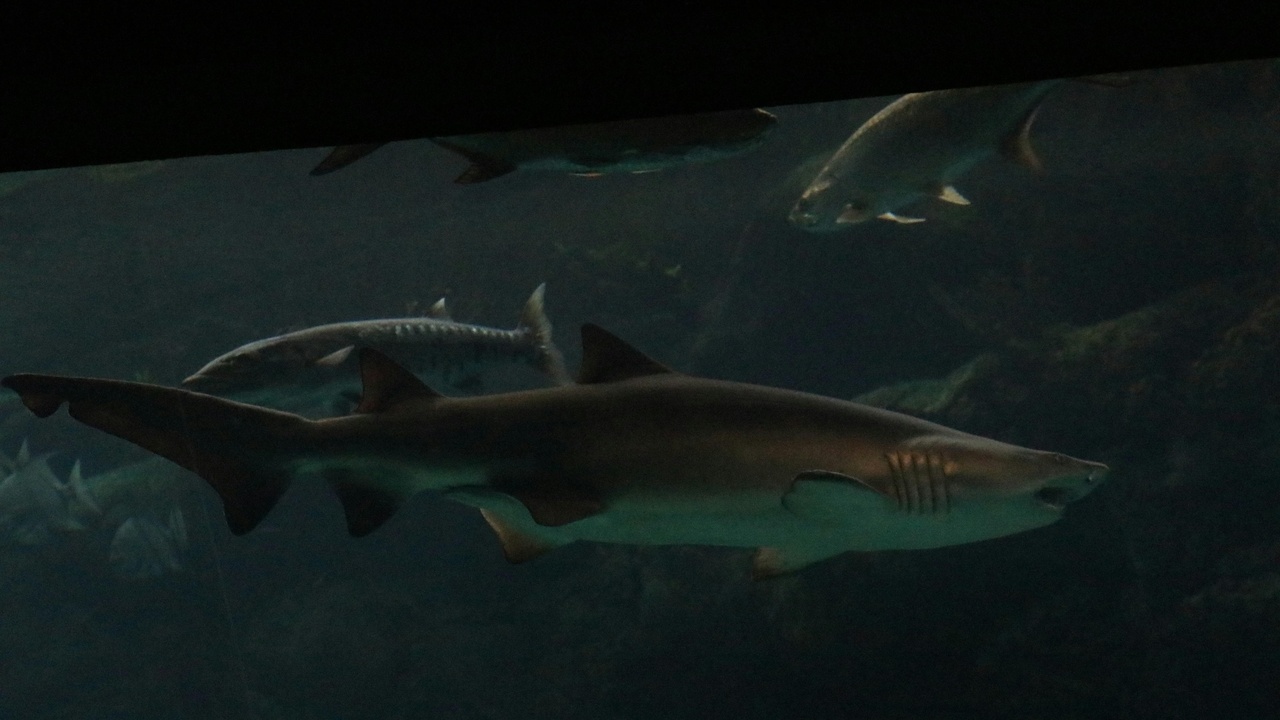 A variety of shark species swimming in open water, illustrating diversity