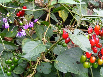 Bittersweet nightshade
