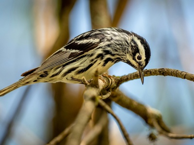 Black-and-white Warbler