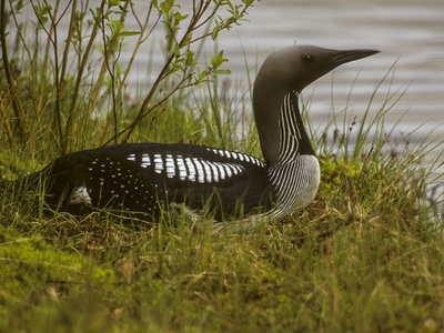 Black-throated Loon