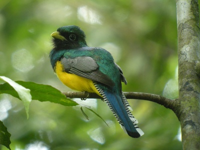 Black-throated Trogon