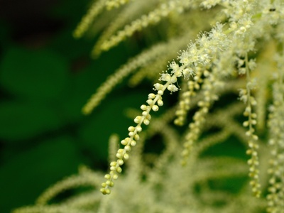 Black cohosh