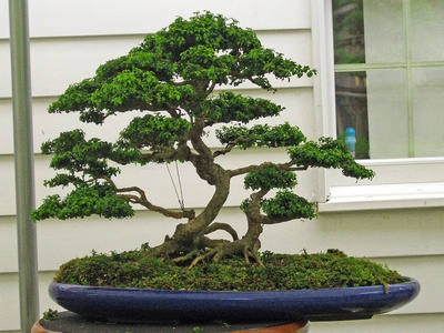 Boxwood