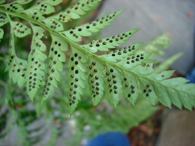 Bracken fern