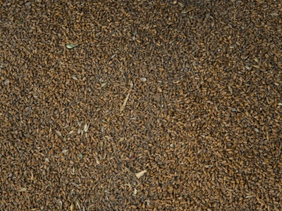 Browntop millet