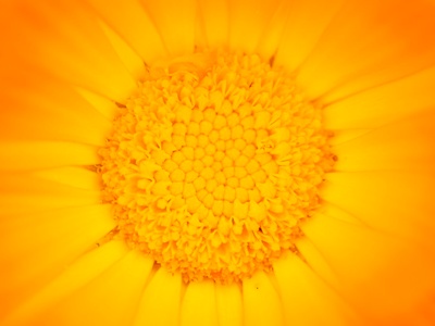 Calendula
