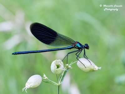 Calopteryx splendens