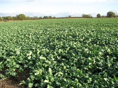 Canola (rapeseed) meal