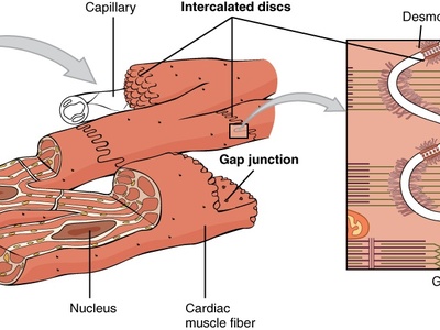 Cardiomyocyte