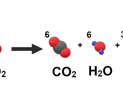 Cellular Respiration
