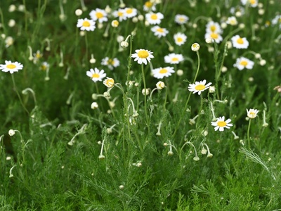 Chamomile