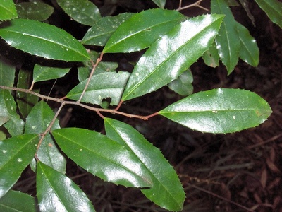 Cherry laurel