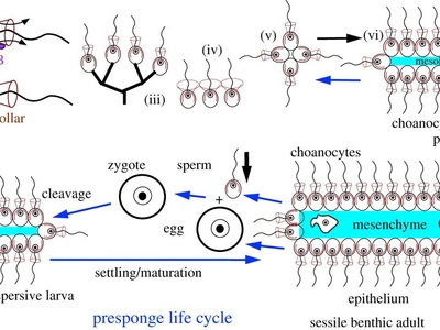 Choanocyte (collar cell)