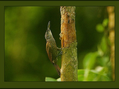 Cocoa Woodcreeper