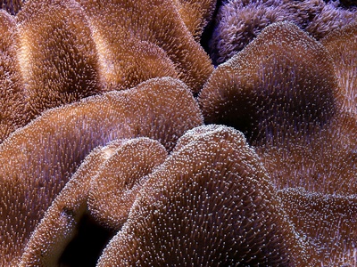 Cold-water coral reefs