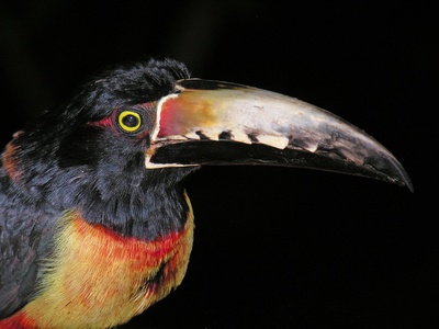 Collared Aracari