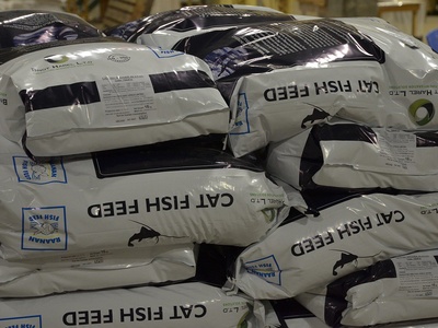 Commercial catfish aquaculture