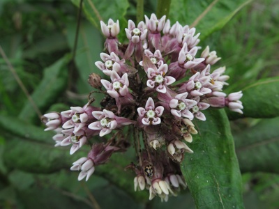 Common milkweed