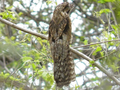 Common Potoo