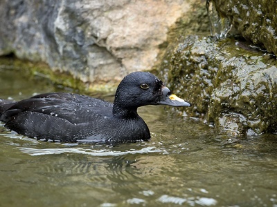 Common Scoter
