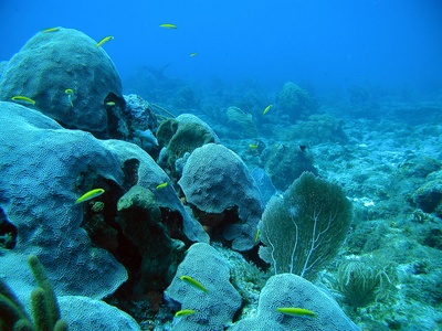 Coral reefs