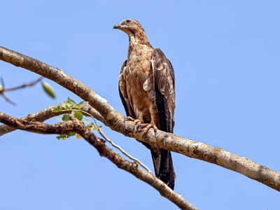 Crested Honey Buzzard